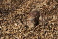 Beautiful Irish Setter looking in the autumn leaves Royalty Free Stock Photo