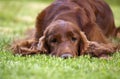 Beautiful Irish Setter Royalty Free Stock Photo
