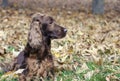 Beautiful Irish Setter Royalty Free Stock Photo
