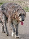 Beautiful irish wolfhound dog Royalty Free Stock Photo