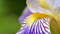 Beautiful Irys flower with beard and fall, closeup Royalty Free Stock Photo