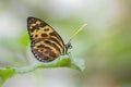 Beautiful Isabella`s Longwing, Isabella Tiger, Isabella`s Heliconian Eueides isabella on a leaf