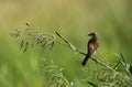 Beautiful Isabelline Shrike