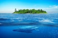 Beautiful island with palm trees. Whale underwater. Royalty Free Stock Photo