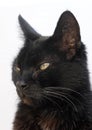 Beautiful Isolated black cat portrait on white Royalty Free Stock Photo