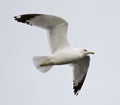 Beautiful isolated closeup of a flying gull Royalty Free Stock Photo