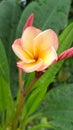 Beautiful isolated exotic plumeria flower in natural background