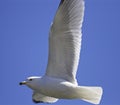 Beautiful isolated image with a flying gull Royalty Free Stock Photo