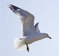 Beautiful isolated image of a flying gull Royalty Free Stock Photo