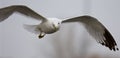 Beautiful isolated image with the flying gull Royalty Free Stock Photo