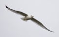 Beautiful isolated image of a flying gull Royalty Free Stock Photo