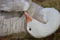 Beautiful isolated image with a strong snow goose cleaning his feathers Royalty Free Stock Photo