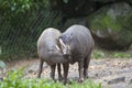 Beautiful Isolated Photo Of A Couple of Wild Pigs In The Forest