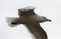 Beautiful isolated photo of a flying gull Royalty Free Stock Photo