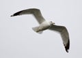 Beautiful isolated photo of a flying gull Royalty Free Stock Photo