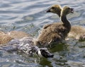 Beautiful isolated photo with a scared chicks of the Canada geese Royalty Free Stock Photo
