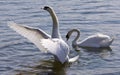 Beautiful isolated photo of the swan showing his wings in the lake Royalty Free Stock Photo