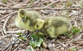 Beautiful isolated photo of two cute funny chicks of Canada geese Royalty Free Stock Photo