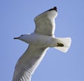 Beautiful isolated picture of the flying gull Royalty Free Stock Photo