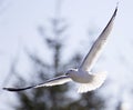 Beautiful isolated picture of the flying gull Royalty Free Stock Photo