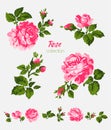 Beautiful isolated pink flowers on the white background. Set of different floral design elements Royalty Free Stock Photo