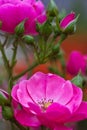 Beautiful isolated pink garden flower. Abstract background. Space in background for copy, text, your words Royalty Free Stock Photo