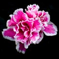 Isolated Pink and White Flower, Black Background Royalty Free Stock Photo