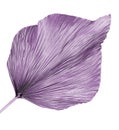 Isolated purple preserved palm frond