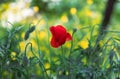 Beautiful isolated red flower with bokeh background