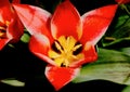 Beautiful isolated red and white blooming Liliaceae tulips in closeup view. soft dark bokeh Royalty Free Stock Photo