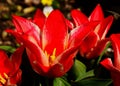 Beautiful isolated red and white blooming Liliaceae tulips in closeup view. soft dark bokeh Royalty Free Stock Photo