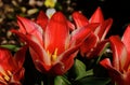 Beautiful isolated red and white blooming Liliaceae tulips in closeup view. soft dark bokeh Royalty Free Stock Photo