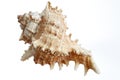 A beautiful isolated sea- shell Royalty Free Stock Photo