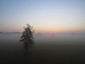 Beautiful Isolated Single Tree Nature Wild Landscape Sunrise with Foggy Mist