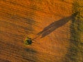 Isolated tree casts shadow over a meadow at sunset long Royalty Free Stock Photo