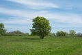 Beautiful isolated tree in the early spring sunshine. Royalty Free Stock Photo