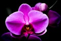 Isolated White and Purple Orchid Flowers, Black Background Royalty Free Stock Photo