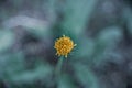 Beautiful isolated yellow dandelion on green background Royalty Free Stock Photo