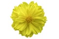 Beautiful of isolated yellow flower head on white background Royalty Free Stock Photo