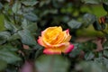Beautiful isolated yellow rose with pinkish-red petals on a green background