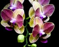 Isolated Yellow and Purple Orchid Flowers, Black Background Royalty Free Stock Photo