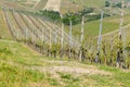 Landscape with vineyards from Langhe,Italian agriculture Royalty Free Stock Photo