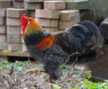 A beautiful Italian rooster