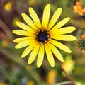 Namaqualand daisy Royalty Free Stock Photo