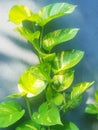 Beautiful ivory betel leaf