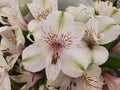 Beautiful Ivory white color of Peruvian lily flowers