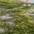 Beautiful Ivy Growing on the stone wall Royalty Free Stock Photo