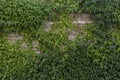 Beautiful Ivy Growing on the stone wall Royalty Free Stock Photo