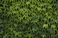 Beautiful Ivy Growing on the stone wall Royalty Free Stock Photo