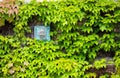 Beautiful ivy growing on a wall in Modesto